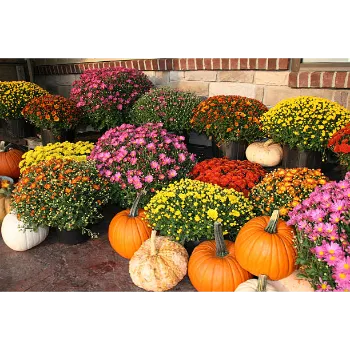 Chrysanthemum Plants 